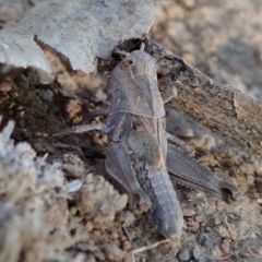 Oedaleus australis at Dunlop, ACT - 24 Nov 2019