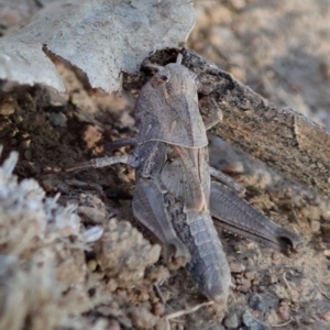 Oedaleus australis at Dunlop, ACT - 24 Nov 2019