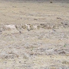 Vanellus tricolor (Banded Lapwing) at Rendezvous Creek, ACT - 24 Nov 2019 by nathkay