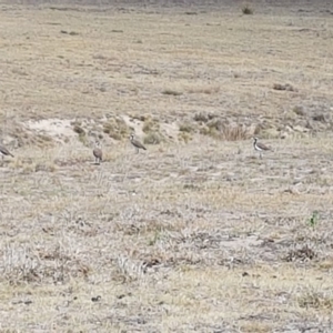 Vanellus tricolor at Rendezvous Creek, ACT - 24 Nov 2019 03:38 PM