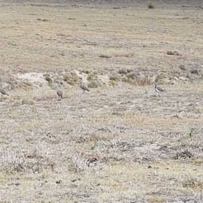 Vanellus tricolor (Banded Lapwing) at Rendezvous Creek, ACT - 24 Nov 2019 by nath_kay