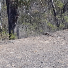 Varanus rosenbergi (Heath or Rosenberg's Monitor) at Namadgi National Park - 24 Nov 2019 by nath_kay