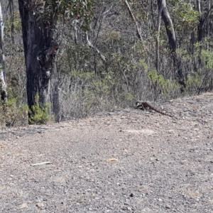 Varanus rosenbergi at Rendezvous Creek, ACT - suppressed