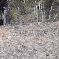 Varanus rosenbergi at Rendezvous Creek, ACT - suppressed