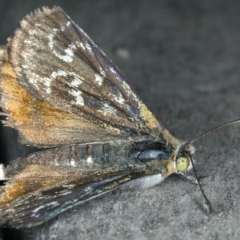 Synemon plana (Golden Sun Moth) at Ainslie, ACT - 20 Nov 2019 by jb2602