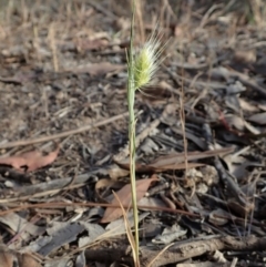 Cynosurus echinatus (Rough Dog's Tail Grass) at Cook, ACT - 23 Nov 2019 by CathB