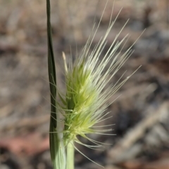 Cynosurus echinatus at Cook, ACT - 23 Nov 2019