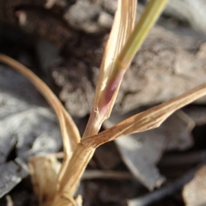 Cynosurus echinatus at Cook, ACT - 23 Nov 2019