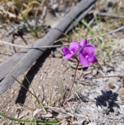 Swainsona sp. at Namadgi National Park - 23 Nov 2019 by nath_kay