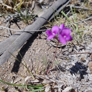 Swainsona sp. at Mount Clear, ACT - 24 Nov 2019