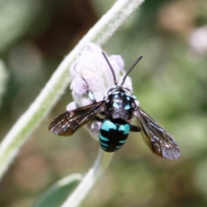 Thyreus nitidulus at Dignams Creek, NSW - 13 Nov 2019 10:50 AM