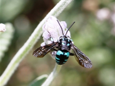 Thyreus nitidulus (Neon cuckoo bee) at Dignams Creek, NSW - 12 Nov 2019 by Maggie1