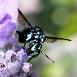 Thyreus nitidulus at Dignams Creek, NSW - 13 Nov 2019 10:50 AM