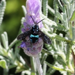 Thyreus nitidulus at Dignams Creek, NSW - 13 Nov 2019