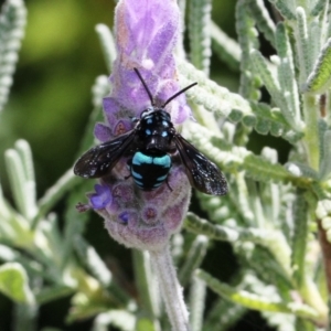 Thyreus nitidulus at Dignams Creek, NSW - 13 Nov 2019 10:50 AM