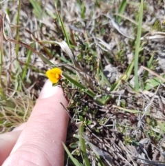 Bossiaea buxifolia (Matted Bossiaea) at Mount Clear, ACT - 23 Nov 2019 by nath_kay