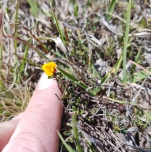 Bossiaea buxifolia at Mount Clear, ACT - 24 Nov 2019