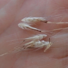 Rytidosperma caespitosum (Ringed Wallaby Grass) at Dunlop, ACT - 23 Nov 2019 by CathB