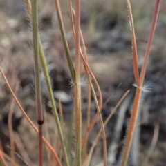 Rytidosperma caespitosum at Dunlop, ACT - 23 Nov 2019