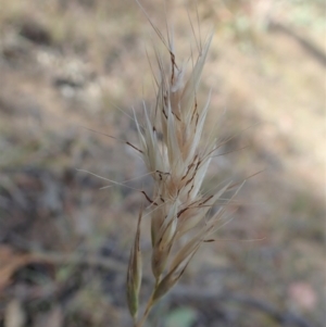 Rytidosperma caespitosum at Dunlop, ACT - 23 Nov 2019