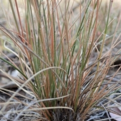 Rytidosperma caespitosum at Dunlop, ACT - 23 Nov 2019