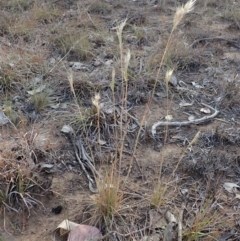 Rytidosperma caespitosum at Dunlop, ACT - 23 Nov 2019