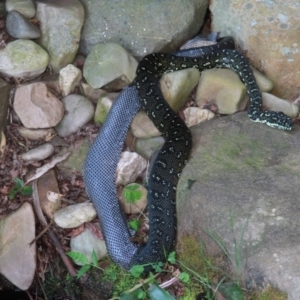 Morelia spilota spilota at Dignams Creek, NSW - 11 Nov 2019 06:03 PM