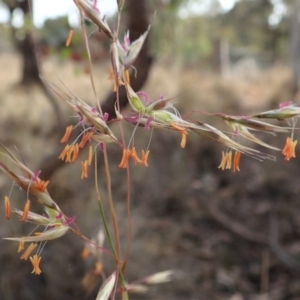 Rytidosperma pallidum at Dunlop, ACT - 23 Nov 2019 08:11 AM