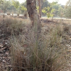 Rytidosperma pallidum at Dunlop, ACT - 23 Nov 2019 08:11 AM