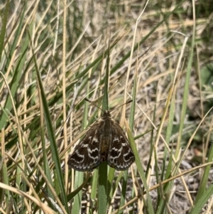 Synemon plana at Curtin, ACT - 23 Nov 2019 11:43 AM