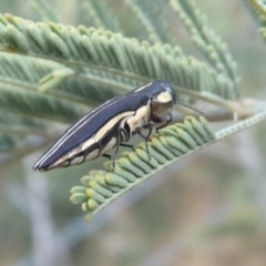 Agrilus hypoleucus (Hypoleucus jewel beetle) at Denman Prospect, ACT - 25 Nov 2019 by Christine