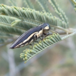 Agrilus hypoleucus at Denman Prospect, ACT - 25 Nov 2019