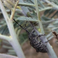 Ancita australis (Longicorn or longhorn beetle) at Denman Prospect, ACT - 25 Nov 2019 by Christine