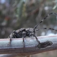 Ancita australis at Denman Prospect, ACT - 25 Nov 2019 01:10 PM