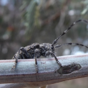 Ancita australis at Denman Prospect, ACT - 25 Nov 2019 01:10 PM