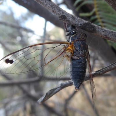 Galanga labeculata (Double-spotted cicada) at Denman Prospect, ACT - 25 Nov 2019 by Christine