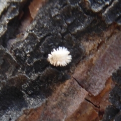 Coccinellidae (family) (Unidentified lady beetle) at Piney Ridge - 24 Nov 2019 by Christine