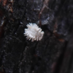 Coccinellidae (family) at Stromlo, ACT - 25 Nov 2019 09:47 AM