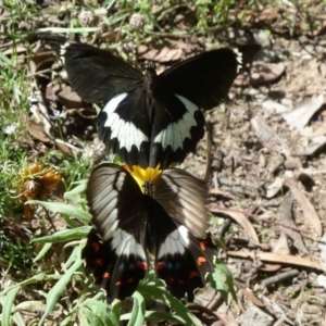 Papilio aegeus at Aranda, ACT - 21 Feb 2011 02:49 PM