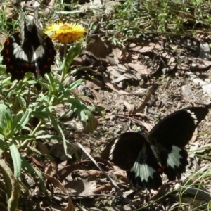 Papilio aegeus at Aranda, ACT - 21 Feb 2011 02:49 PM