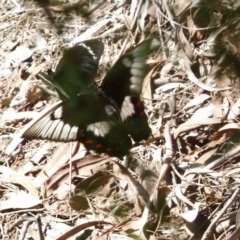 Papilio aegeus at Aranda, ACT - 21 Feb 2011 02:49 PM