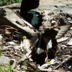 Papilio aegeus at Aranda, ACT - 21 Feb 2011 02:49 PM