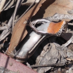 Morethia boulengeri (Boulenger's Skink) at Stromlo, ACT - 25 Nov 2019 by Christine