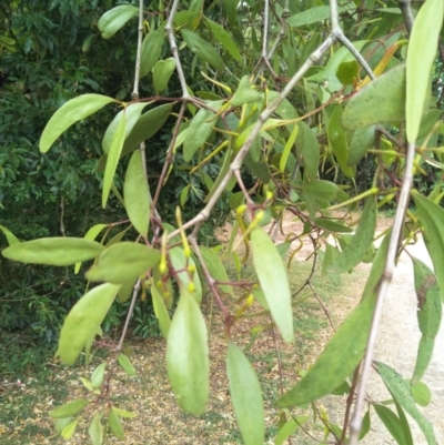 Muellerina eucalyptoides (Creeping Mistletoe) at Robertson - 23 Nov 2019 by KarenG
