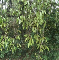 Muellerina eucalyptoides at Robertson, NSW - 24 Nov 2019