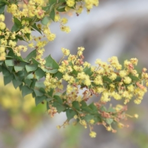 Acacia pravissima at Wamboin, NSW - 29 Sep 2019