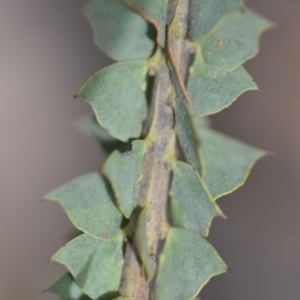 Acacia pravissima at Wamboin, NSW - 29 Sep 2019