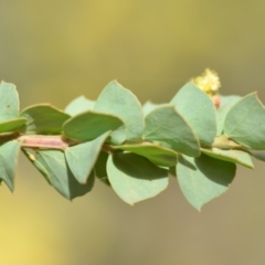 Acacia pravissima at Wamboin, NSW - 29 Sep 2019