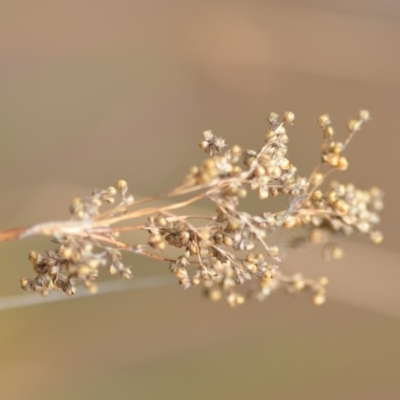 Juncus sp. (A Rush) at Wamboin, NSW - 29 Sep 2019 by natureguy