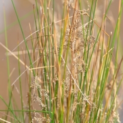 Juncus sp. at Wamboin, NSW - 29 Sep 2019 01:40 PM